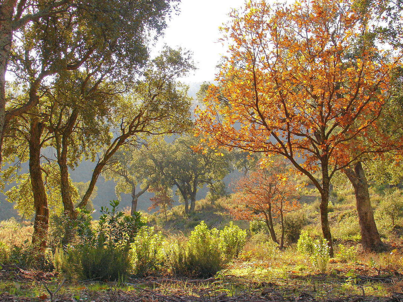 Massif des Maures